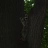 RACCOON in Central Park at 3 in the afternoon!